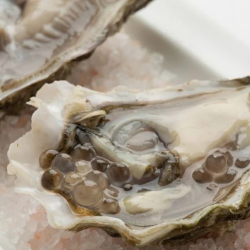 white pearls and oyster
